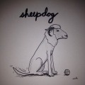 Sheepdog