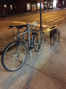 Bike & Dog