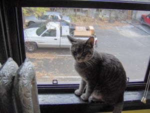 My new roommate at the time. Don't get too used to that windowsill, buddy...