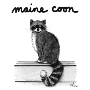 Animals, Badpuns, cat, catday, cats, caturday, internationalcatday, mainecoon, mainecoons, pundemic, raccoon, raccoons, strangeart