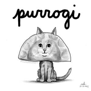cat, catlife, cats, caturday, dumpling, perogi, perogies
