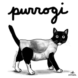 appetizer, cat, cats, caturday, dumpling, food, pierogi, pierogiday, tuxedocat