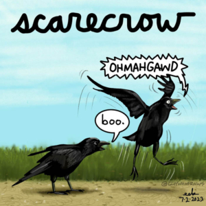 boo, buildascarecrowday, caw, crow, crows, practicaljoke, scarecrow, scared