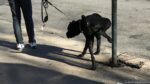 walks4-38