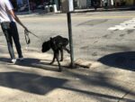 walks4-39